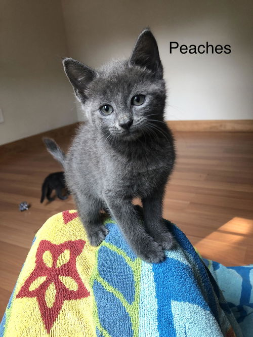 Peaches