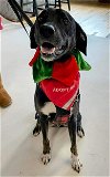 adoptable Dog in  named Ace - Tall, dark and handsome!