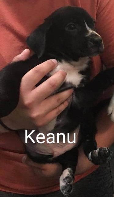 Keanu