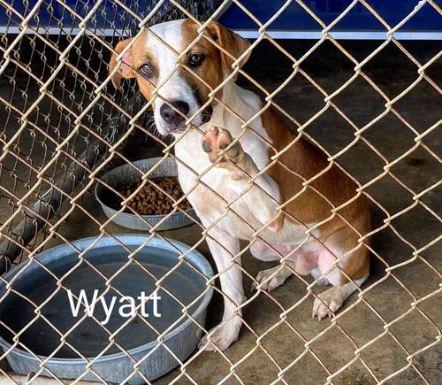 Wyatt