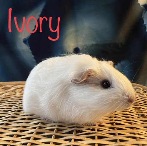 Ivory