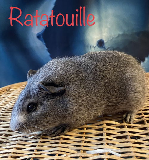 Ratatouille