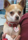 Peanut