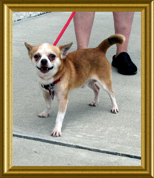 Peanut
