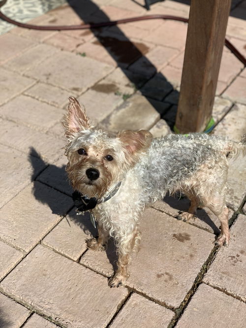 Georgie
