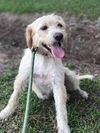 Cane