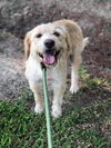 Cane