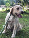 Cane