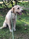 Cane