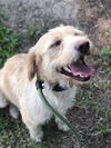 Cane