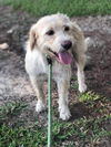 Cane