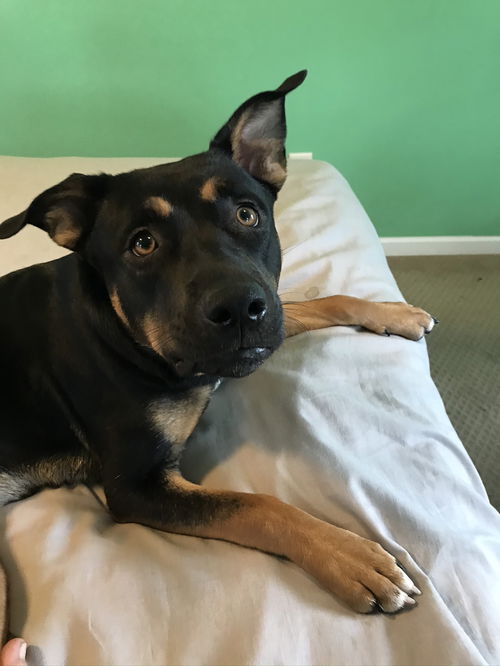 Jane aka Janey - Available!
