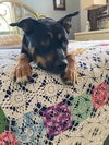 Jane aka Janey - Available!
