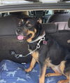 Jane aka Janey - Available!