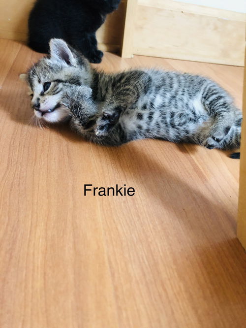 Frankie