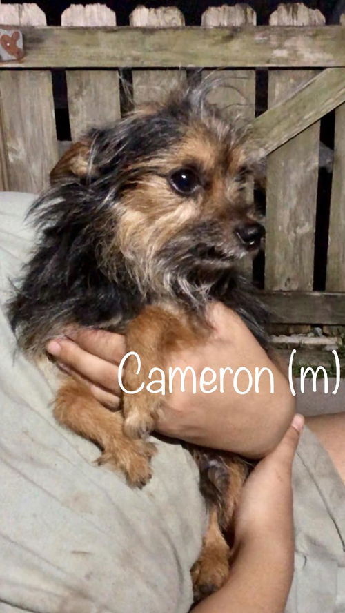 Cameron