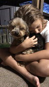 Charlie (yorkie)