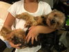 Charlie (yorkie)