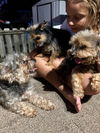 Charlie (yorkie)