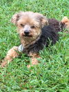 Charlie (yorkie)
