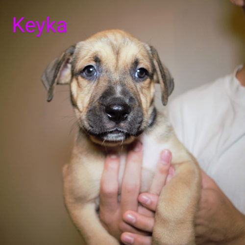 Keyka