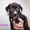 Shania (now Luna)