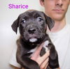 Sharice