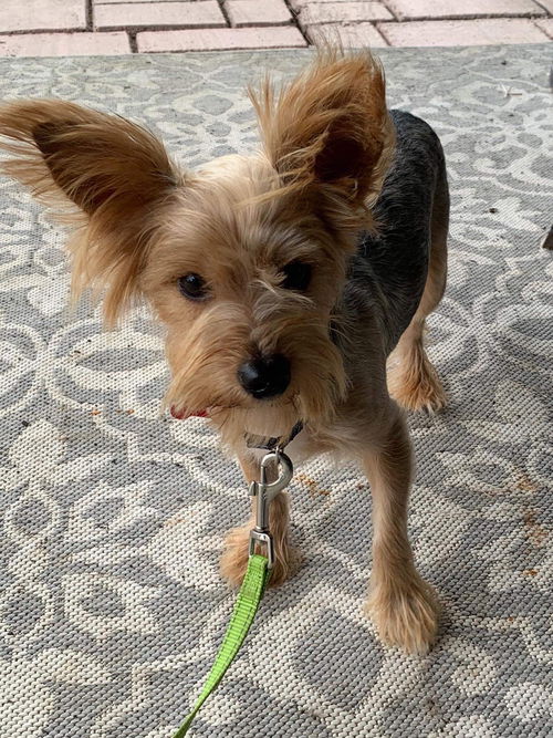 Peanut