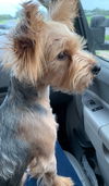 Peanut