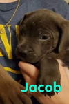 Jacob