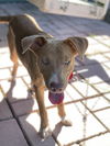Penny