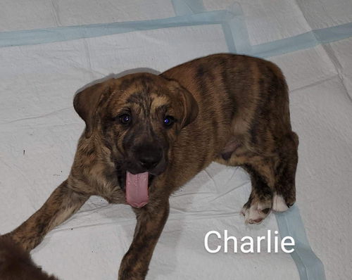 Charlie