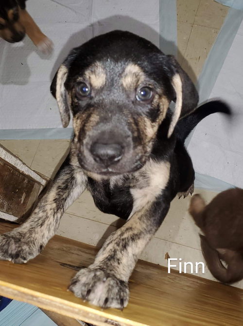 Finn