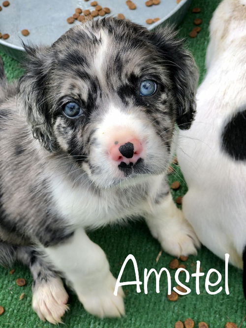 Amstel