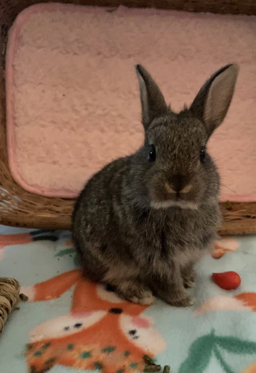 Peanut
