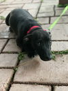 Winston