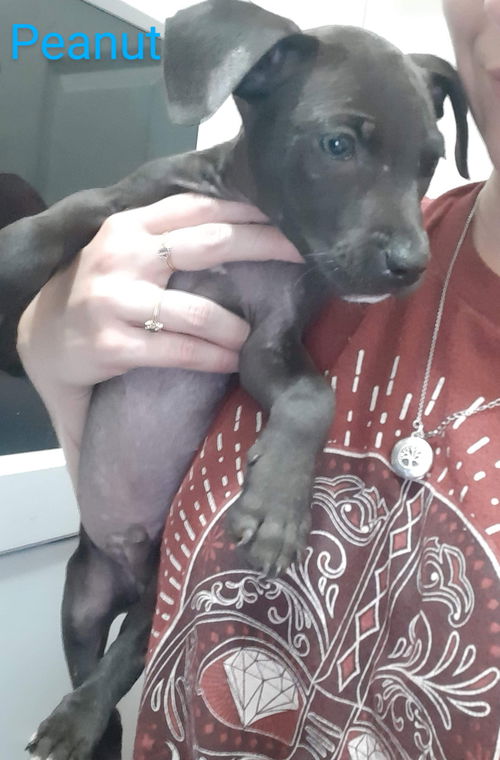 Peanut