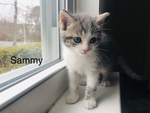 SAMMY