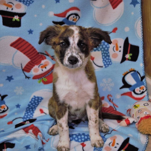 Angel (puppy)