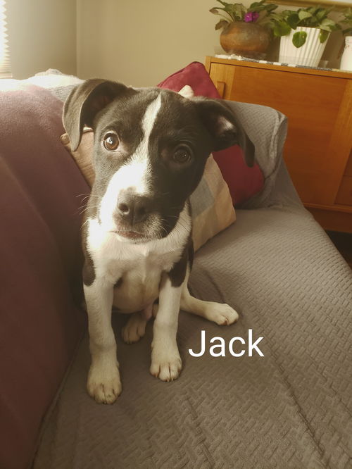 Jack