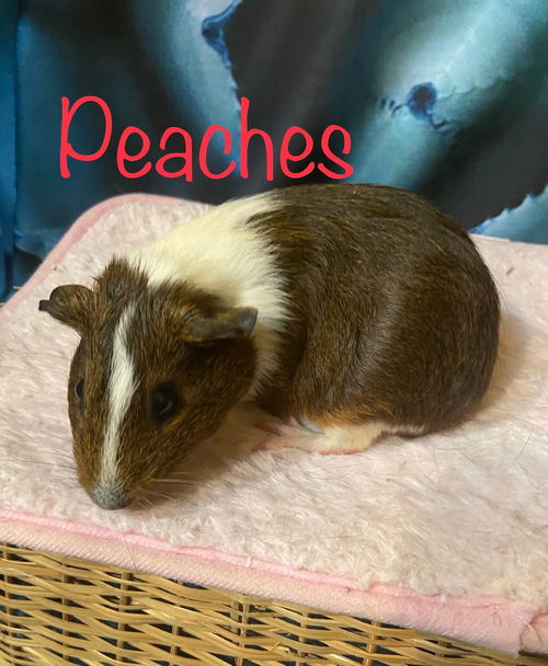 Peaches
