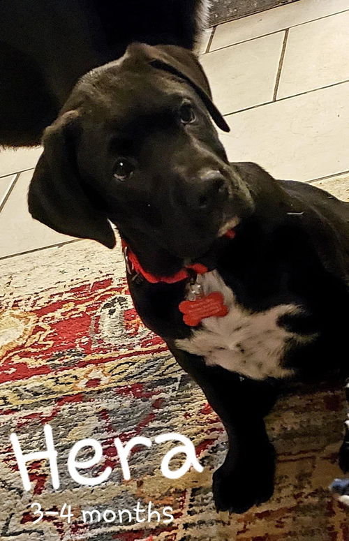Hera now Nola