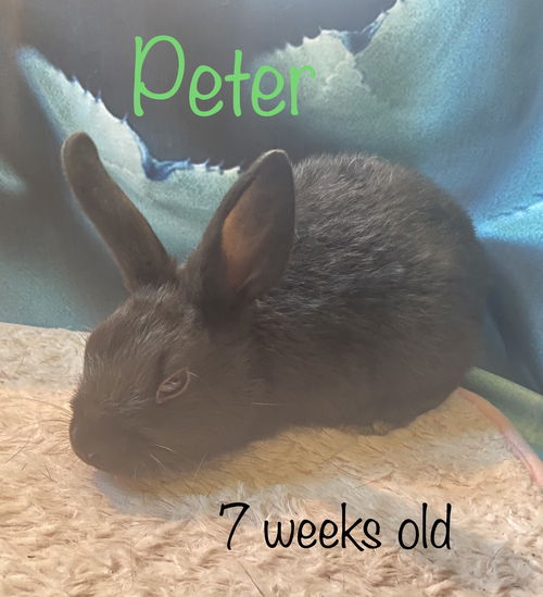 Peter
