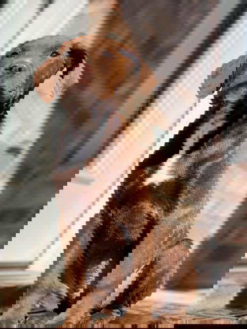 Mac