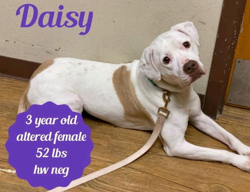 Daisy