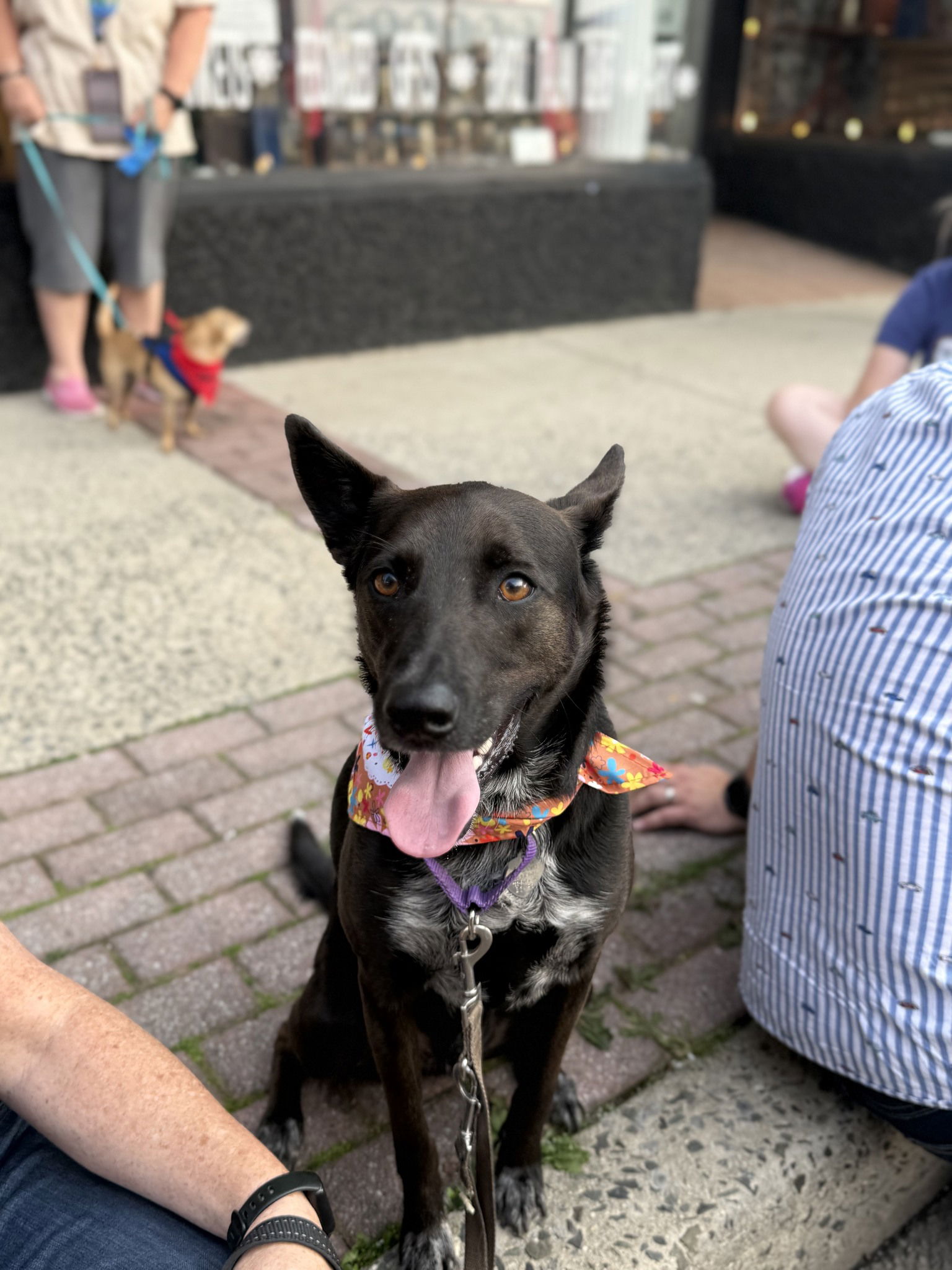 adoptable Dog in Oakhurst, NJ named Indigo - Indeed A Good Boy!