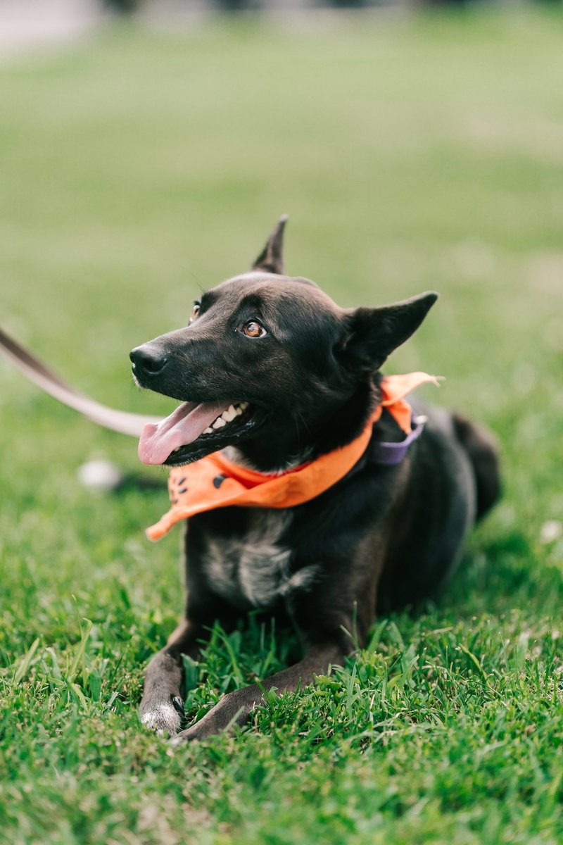 Indigo – Indeed A Good Boy!