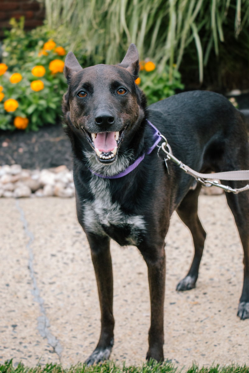 Indigo – Indeed a Good Boy!