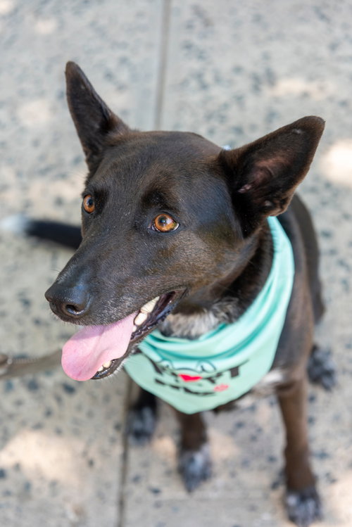 Indigo - Indeed a Good Boy! photo 9