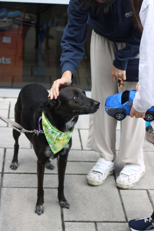 Indigo - Indeed a Good Boy! photo 4